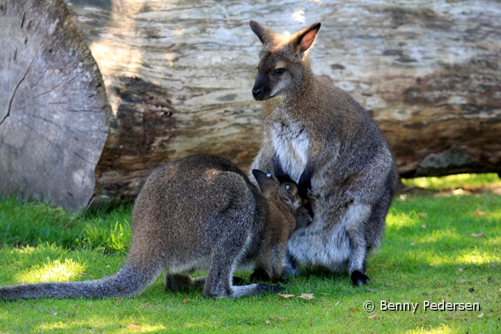 brunhalset kanguru IMG_6848.jpg - Brunhalset  Kænguru (Macropus rufogriseus) med unge